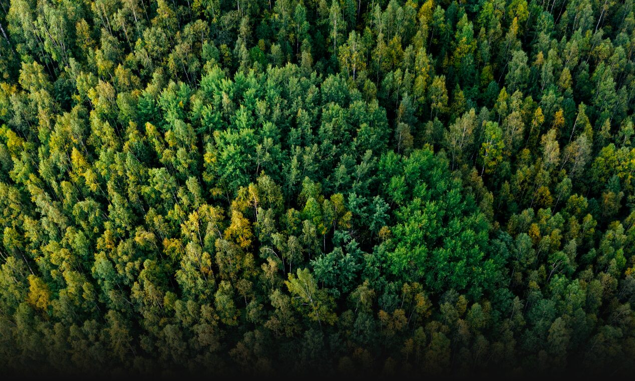 Tree Tops of  a Dense Forest